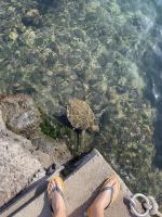 Schildkröten im Hafenbecken von Hanga Roa