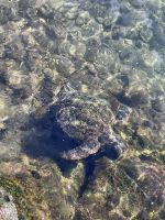 Schildkröten im Hafenbecken von Hanga Roa