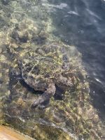 Schildkröten im Hafenbecken von Hanga Roa