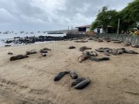 Spaziergang durch Puerto Baquerizo Moreno auf San Christobal