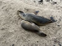 Spaziergang durch Puerto Baquerizo Moreno auf San Christobal