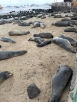 Spaziergang durch Puerto Baquerizo Moreno auf San Christobal - Seelöwenkolonie