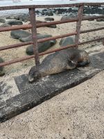 Spaziergang durch Puerto Baquerizo Moreno auf San Christobal - Seelöwenkolonie