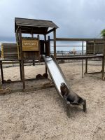 Spaziergang durch Puerto Baquerizo Moreno auf San Christobal - Seelöwenkolonie