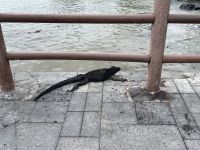 Spaziergang durch Puerto Baquerizo Moreno auf San Christobal - Leguane & Seelöwenkolonie