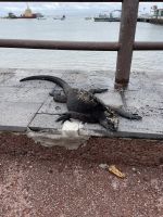 Spaziergang durch Puerto Baquerizo Moreno auf San Christobal - Leguane & Seelöwenkolonie