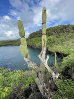 Spaziergang durch den Nationalpark von San Christobal