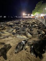 Zurück in der Hauptstadt Puerto Baquerizo Moreno