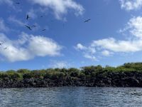 Bootsausflug zur Isla Lobos