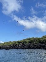 Bootsausflug zur Isla Lobos