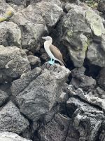 Bootsausflug zur Isla Lobos - Blaufußtölpel 
