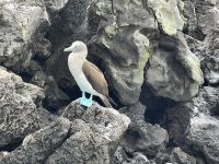 Bootsausflug zur Isla Lobos - Blaufußtölpel 