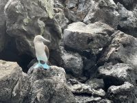 Bootsausflug zur Isla Lobos - Blaufußtölpel 