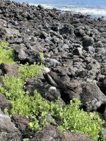 Wanderung auf der Isla Lobos