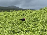 Wanderung auf der Isla Lobos - wir sehen auch Fregattvögel