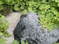 Wanderung auf der Isla Lobos 