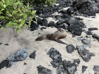 Wanderung auf der Isla Lobos - Seelöwen