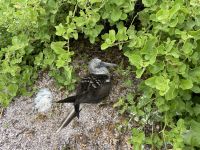 Wanderung auf der Isla Lobos 