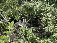 Wanderung auf der Isla Lobos