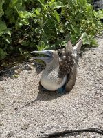 Wanderung auf der Isla Lobos - Blaufußtölpel