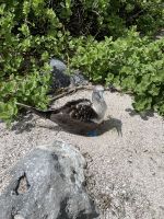 Wanderung auf der Isla Lobos - Blaufußtölpel