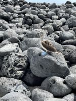Wanderung auf der Isla Lobos - Blaufußtölpel