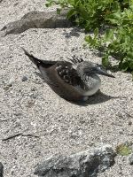 Wanderung auf der Isla Lobos - Blaufußtölpel