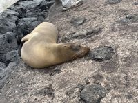 Isla Lobos - Seelöwen