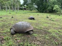 Rundgang auf der Chato Ranch - wir sehen die Riesen-Schildkröten 