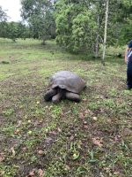 Rundgang auf der Chato Ranch - wir sehen die Riesen-Schildkröten 