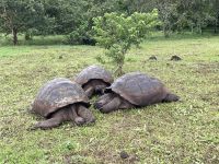 Rundgang auf der Chato Ranch - wir sehen die Riesen-Schildkröten 