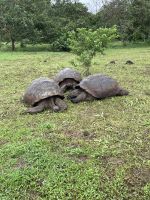 Rundgang auf der Chato Ranch - wir sehen die Riesen-Schildkröten 
