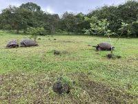Rundgang auf der Chato Ranch - wir sehen die Riesen-Schildkröten 