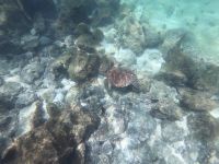 Schnorcheln vor der Isla Lobos