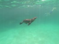 Schnorcheln vor der Isla Lobos