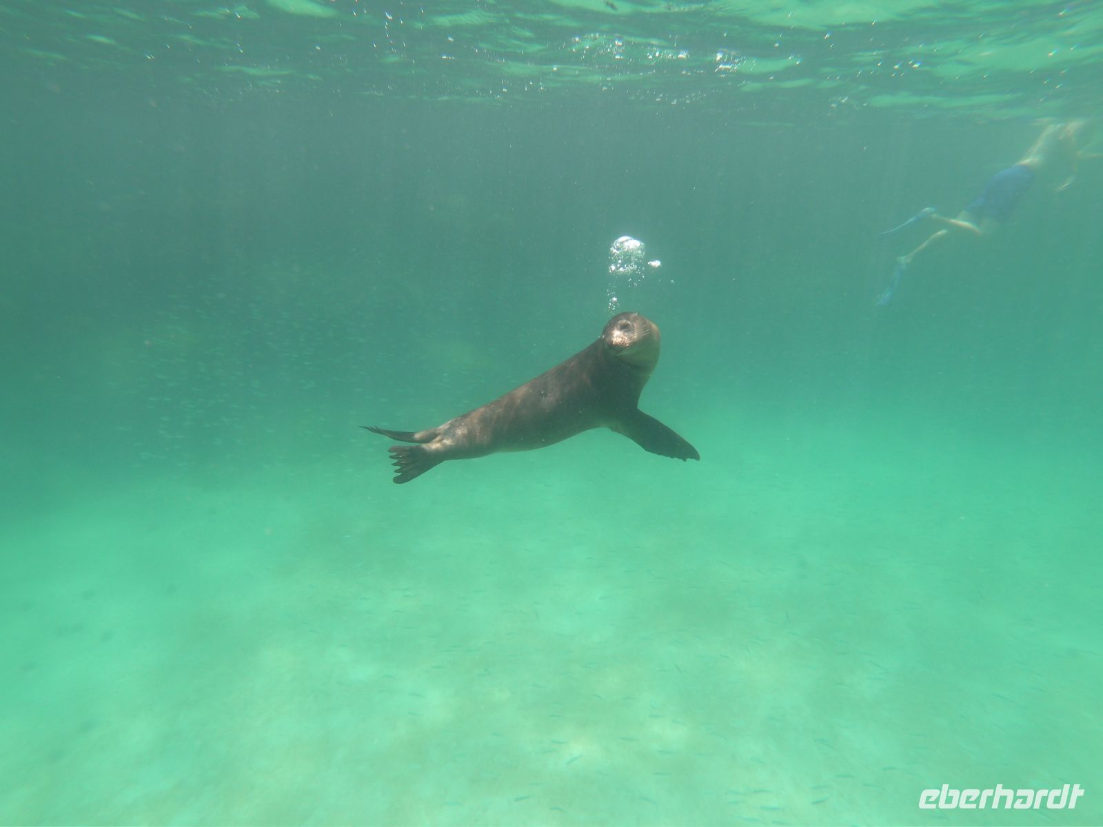 Schnorcheln vor der Isla Lobos