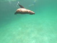 Schnorcheln vor der Isla Lobos