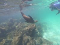 Schnorcheln vor der Isla Lobos