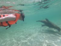 Schnorcheln vor der Isla Lobos