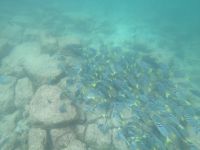 Schnorcheln vor North Seymour Island