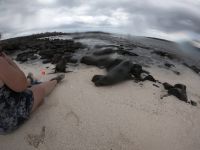Auf Tuchfühlung mit den Seelöwen auf Mosquera Island