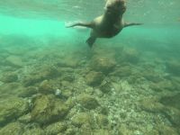 Auf Tuchfühlung mit den Seelöwen von Mosquera Island