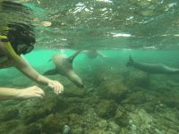 Schnorcheln mit den Seelöwen von Mosquera Island