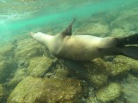 Schnorcheln mit den Seelöwen von Mosquera Island