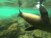 Schnorcheln mit den Seelöwen von Mosquera Island