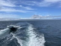 Ausflug nach North Seymour Island