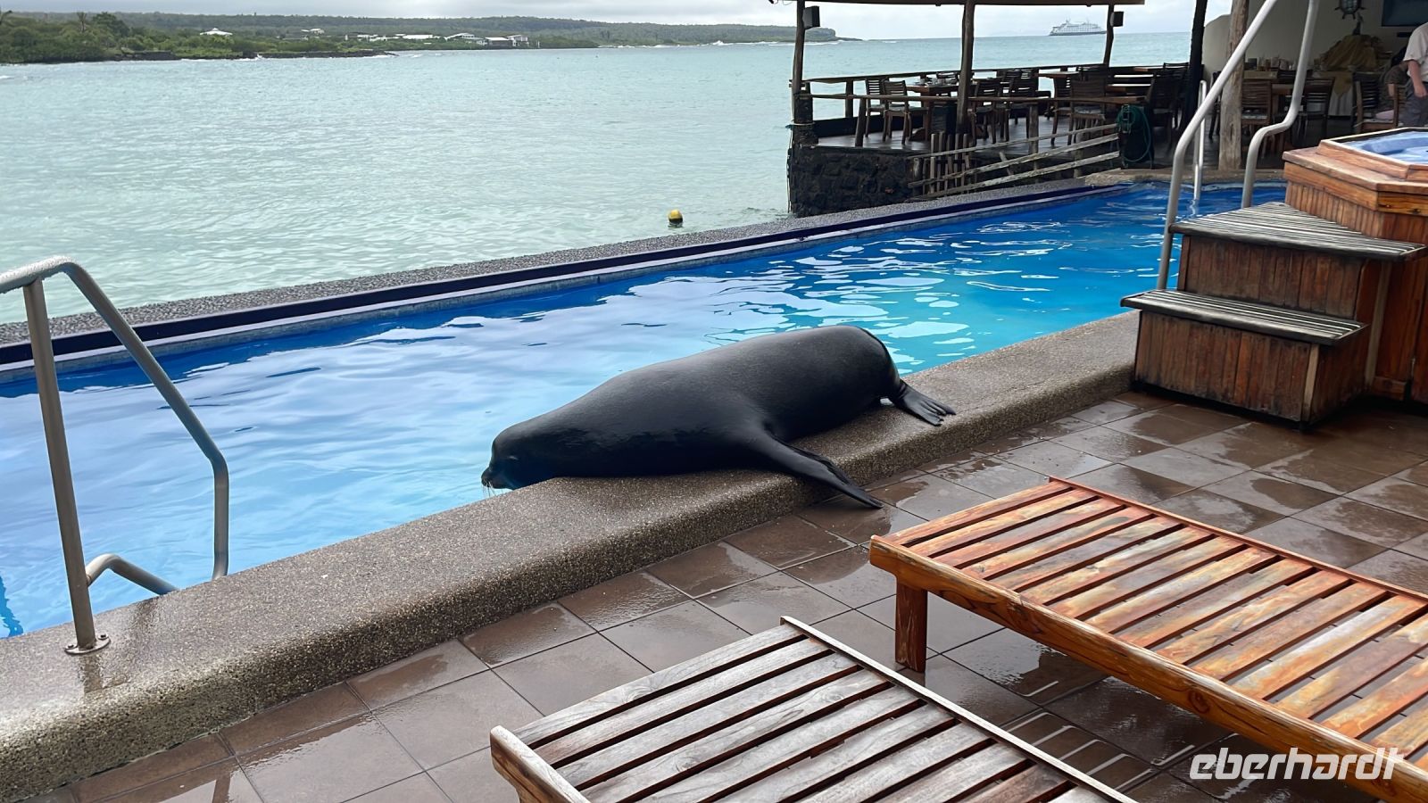 Seelöwe im Hotel Isla Sol