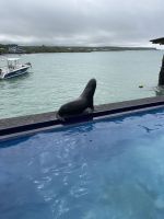 Seelöwe im Hotel Isla Sol