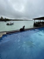 Seelöwe im Hotel Isla Sol