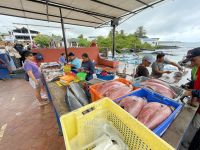 Fischmarkt auf der Isla Santa Cruz